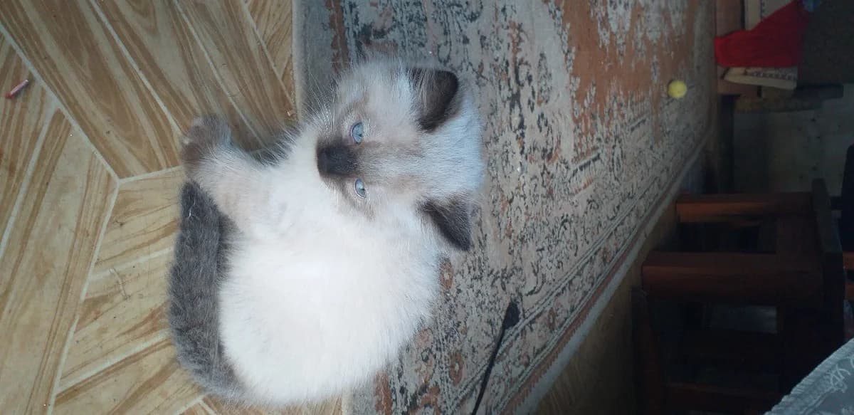 Kotyata (Котята), Mixed Breed (Kotyata Darom)