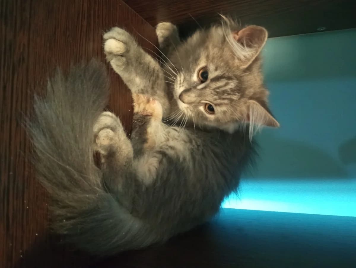 Kotyata (Котята), Mixed Breed (Kotyata Darom)