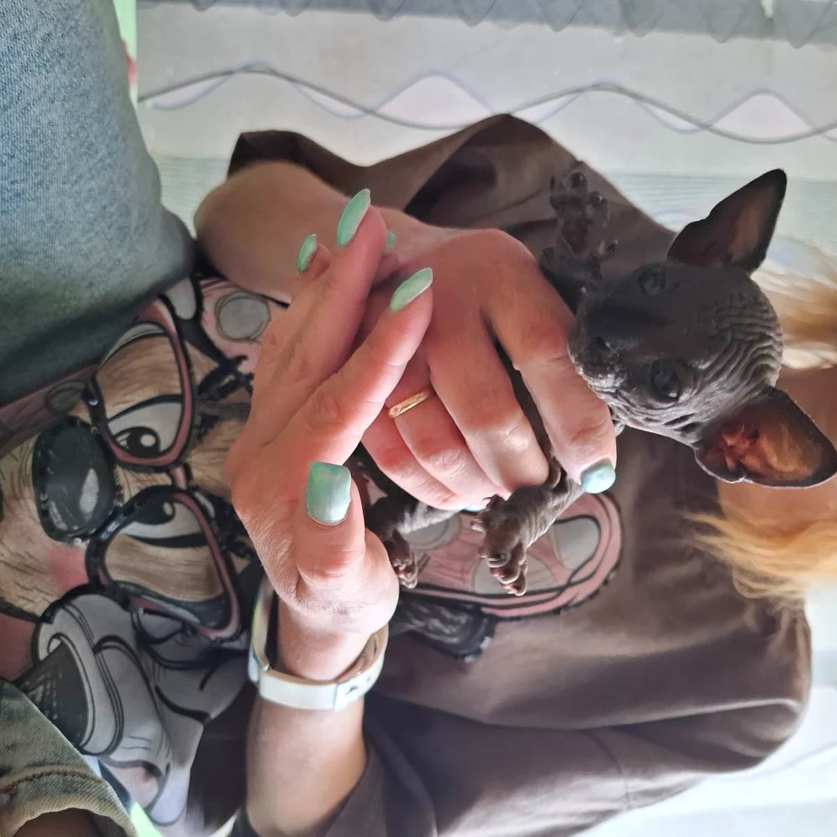 Kotyata (Котята), Mixed Breed (Kotyata Darom)