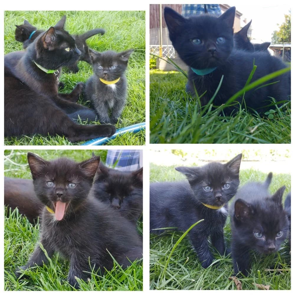 Kotyata (Котята), Mixed Breed (Kotyata Darom)