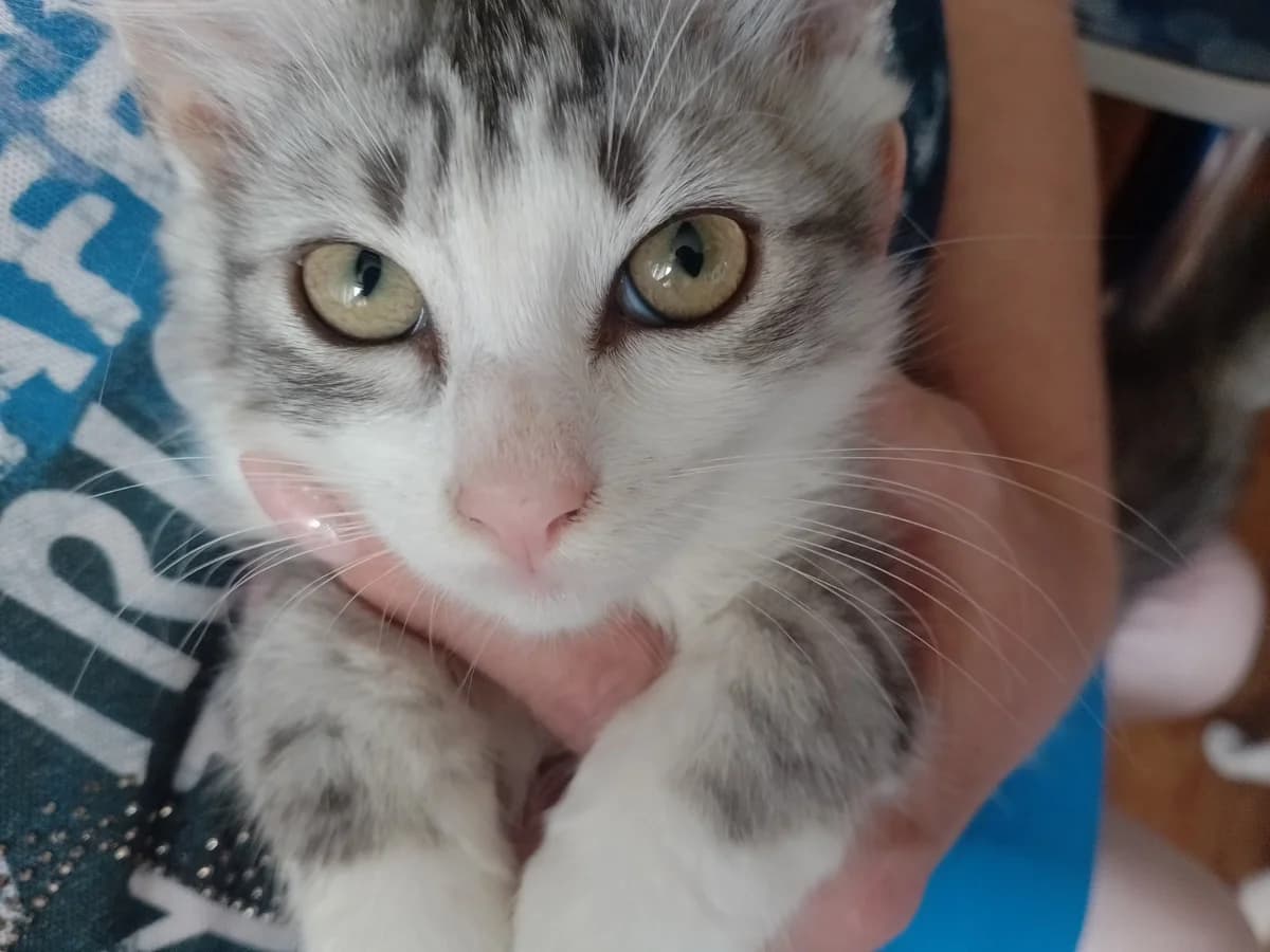 Kotyata (Котята), Mixed Breed (Kotyata Darom)