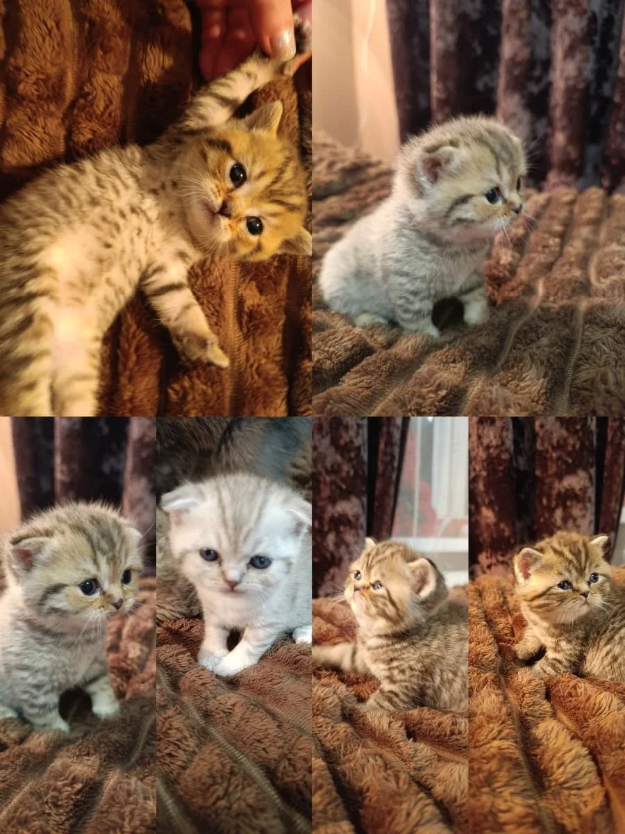 Kotyata (Котята), Mixed Breed for adoption at Kotyata Darom, Minsk Region