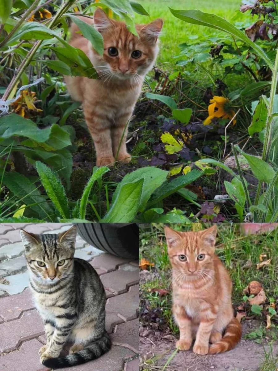 Leonid (Леонид), Mixed Breed (Kotyata Darom)