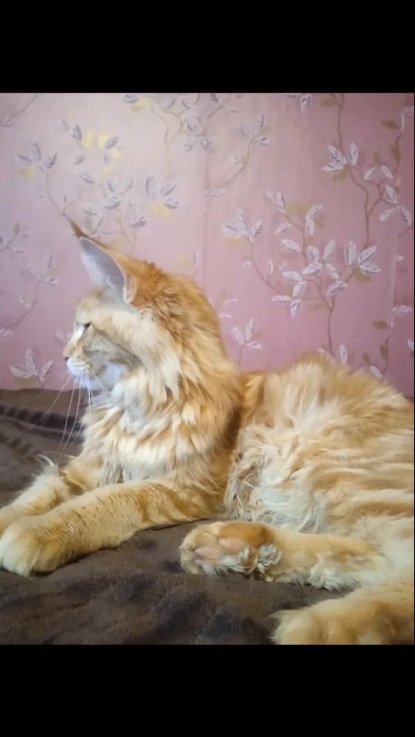 Meyn-kun (Мейн-кун), Mixed Breed (Kotyata Darom)