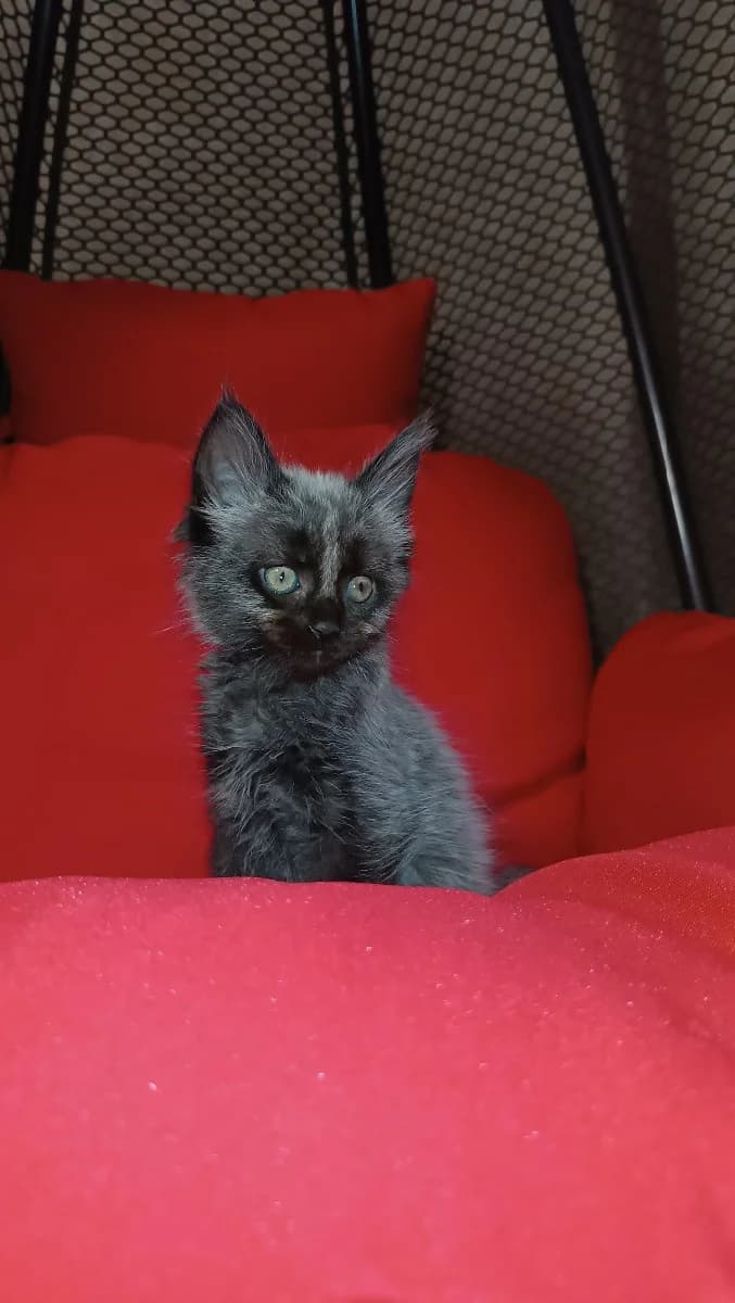 Meyn kun (Мейн кун), Mixed Breed (Kotyata Darom)