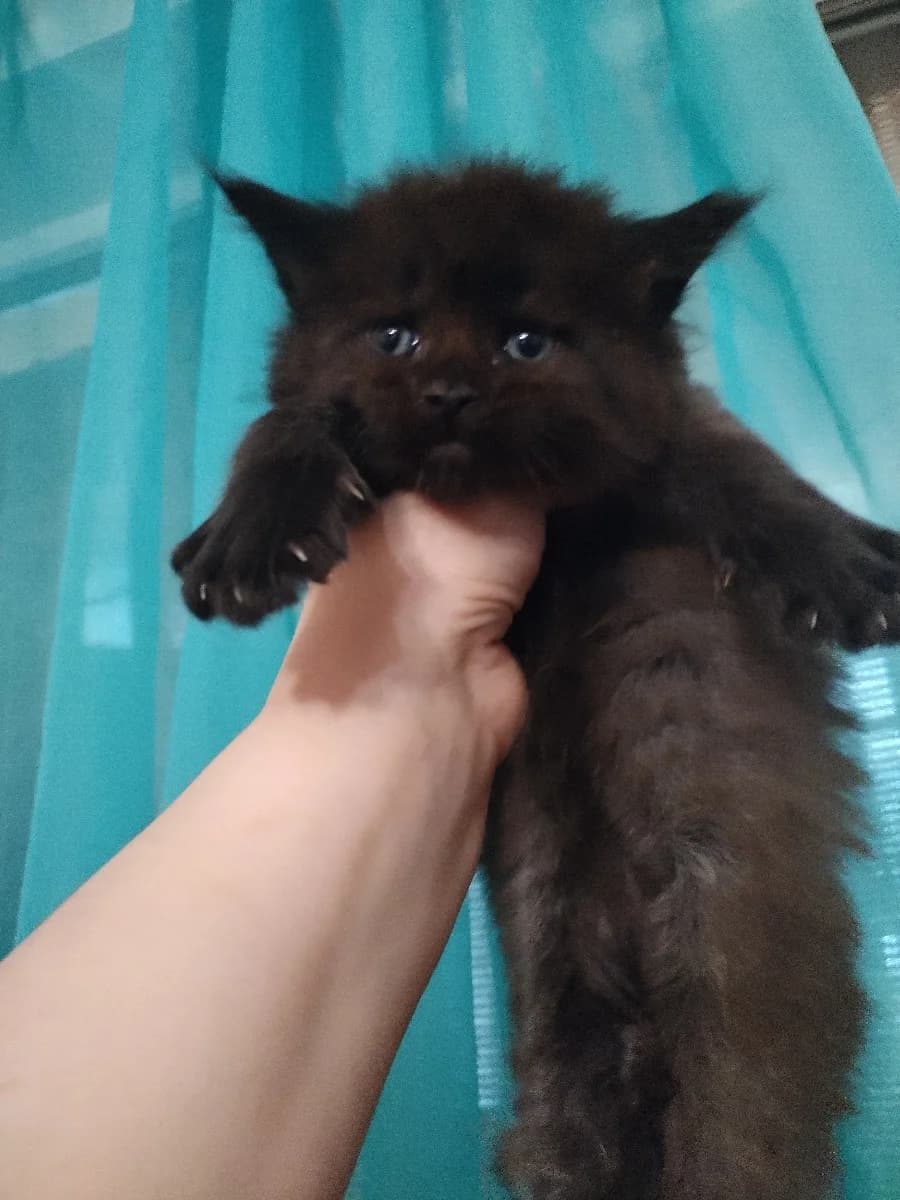 Meyn-kun (Мейн-кун), Mixed Breed for adoption at Kotyata Darom, Minsk Region