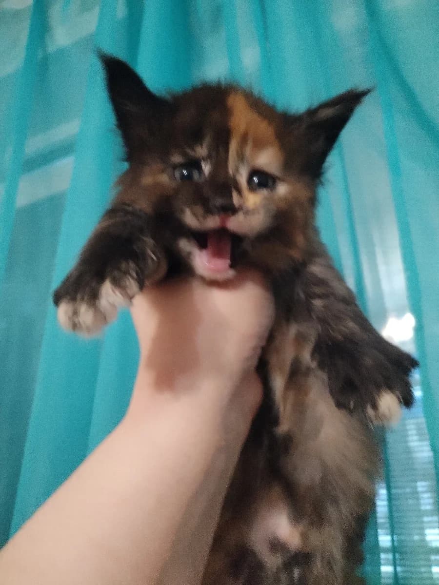 Meyn-kun (Мейн-кун), Mixed Breed for adoption at Kotyata Darom, Minsk Region