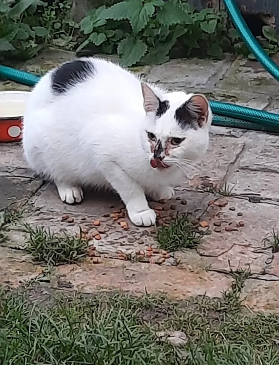 Pribilsya (Прибился), Mixed Breed (Kotyata Darom)