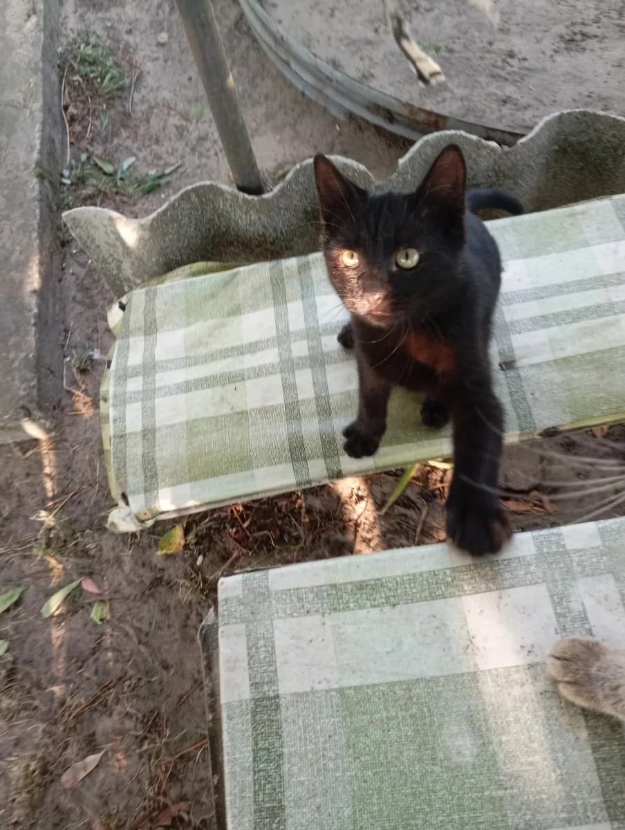 Kotenku nuzhen khozyain (Котенку нужен хозяин), Mixed Breed (Kotyata Darom)