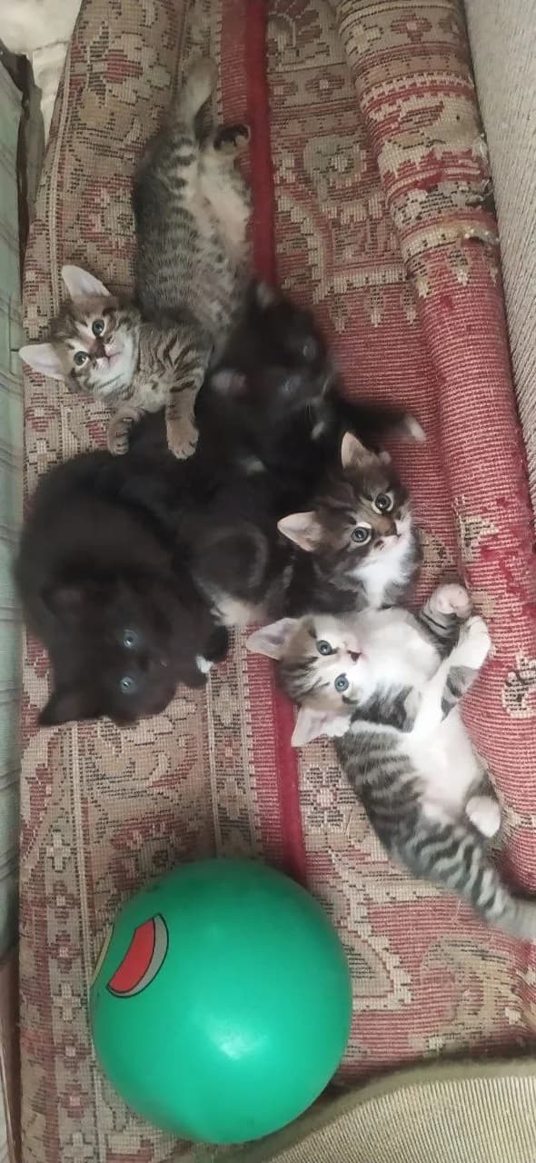 Staya (Стая), Mixed Breed (Kotyata Darom)
