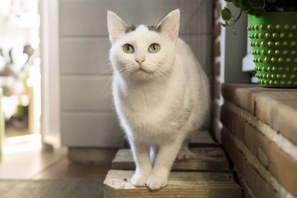 Tomochka (Tomochka) (Tomochka (Томочка)), female 4yo Mixed Breed for adoption at Кот и Собака (Cat and Dog)