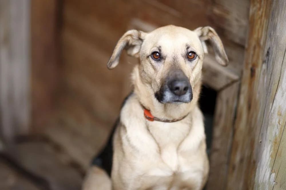 Asya (Asya) (Asya (Ася)), female senior mixed breed for adoption at Кот и Собака (Cat and Dog)
