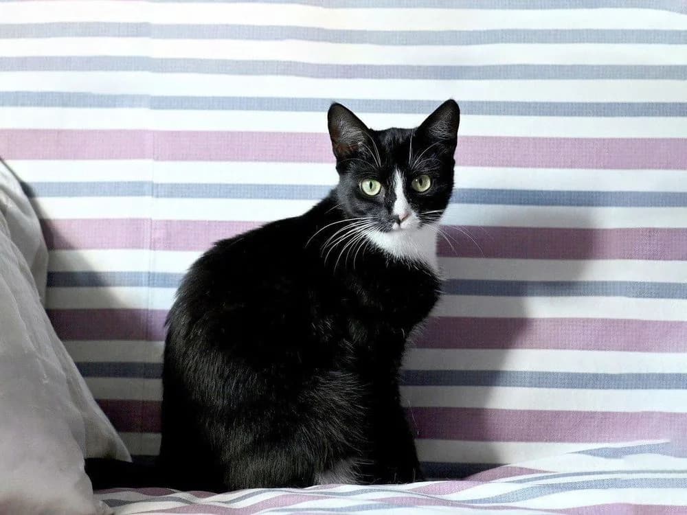Baffi (Baffi) (Baffi (Баффи)), female 3yo mixed breed for adoption at Кот и Собака (Cat and Dog)