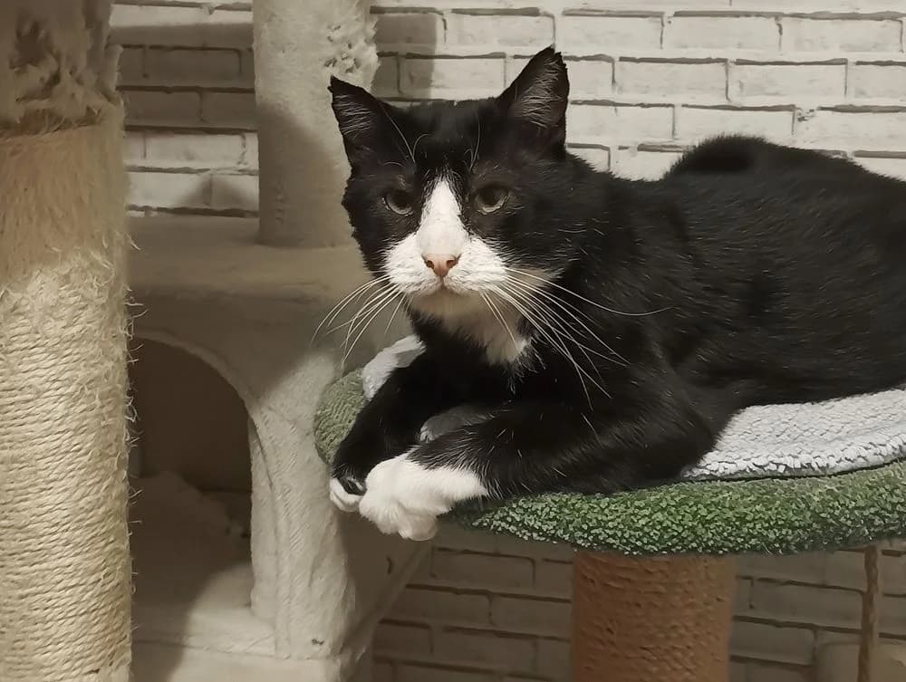 Filipp (Filipp) (Filipp (Филипп)), male 5yo Mixed Breed for adoption at Кот и Собака (Cat and Dog)