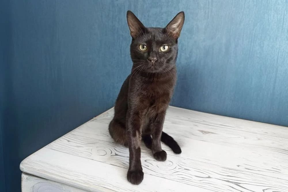 Gerbert (Gerbert) (Gerbert (Герберт)), Mixed Breed (Кот и Собака (Cat and Dog))