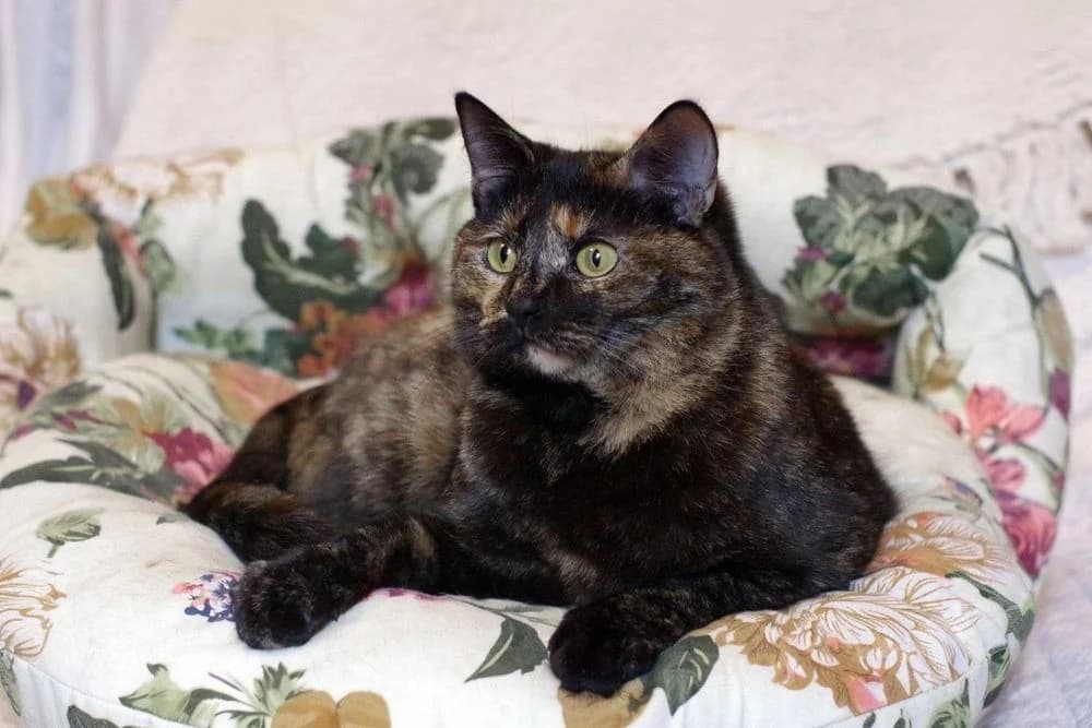 Laska (Laska) (Laska (Ласка)), female 6yo Mixed Breed for adoption at Кот и Собака (Cat and Dog)