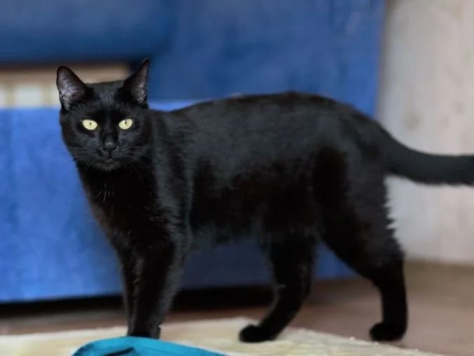 Lyusya (Lyusya) (Lyusya (Люся)),  (Кот и Собака (Cat and Dog))