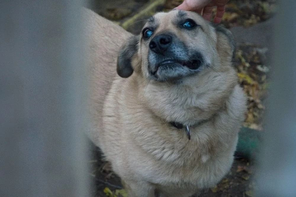 Malysh (Malysh) (Malysh (Малыш)), male senior mixed breed for adoption at Кот и Собака (Cat and Dog)