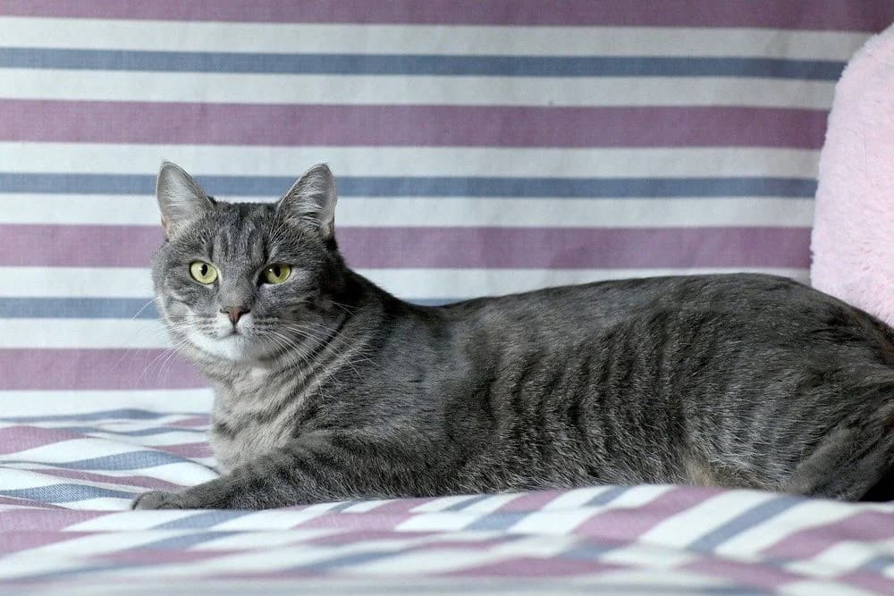 Miya (Miya) (Miya (Мия)), female 3yo mixed breed for adoption at Кот и Собака (Cat and Dog)