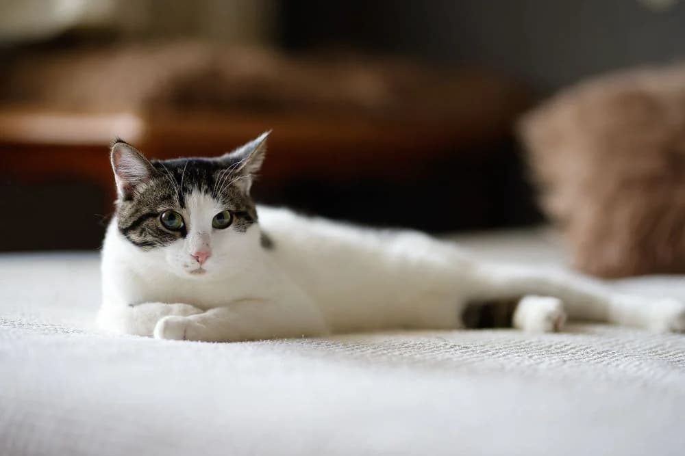 Pelmen (Pelmen) (Pelmen (Пельмень)), male 5yo Mixed Breed for adoption at Кот и Собака (Cat and Dog)