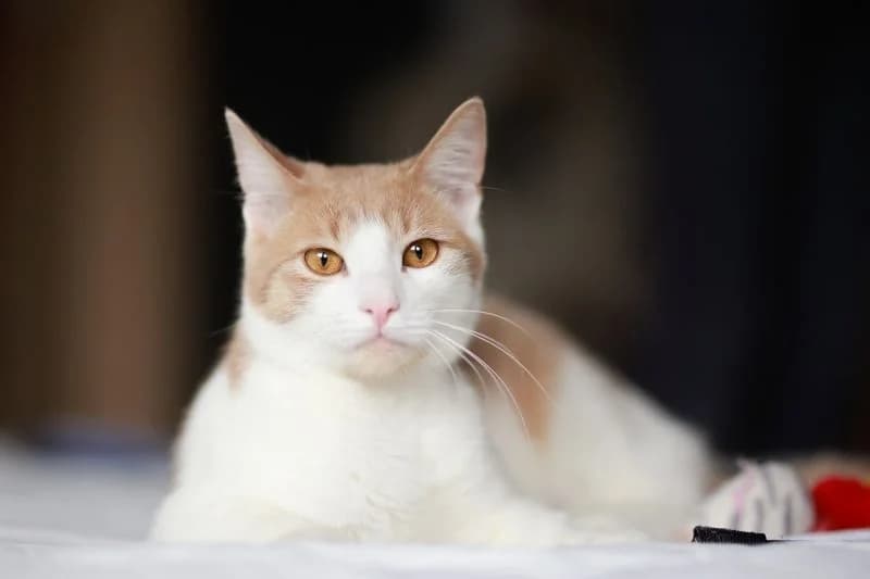 Plombir (Plombir) (Plombir (Пломбир)), male 6yo mixed breed for adoption at Кот и Собака (Cat and Dog)