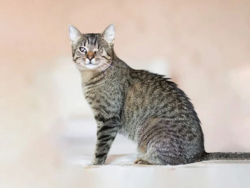 Reshka (Reshka) (Reshka (Решка)), female senior mixed breed for adoption at Кот и Собака (Cat and Dog)