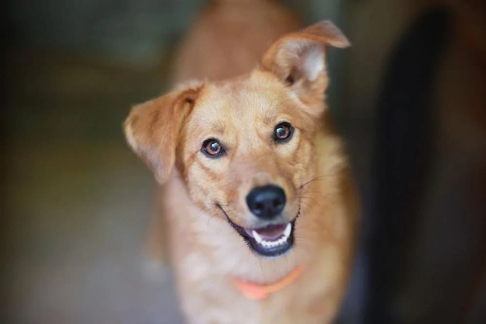 Sanka (Sanka) (Sanka (Санька)), female senior mixed breed for adoption at Кот и Собака (Cat and Dog)
