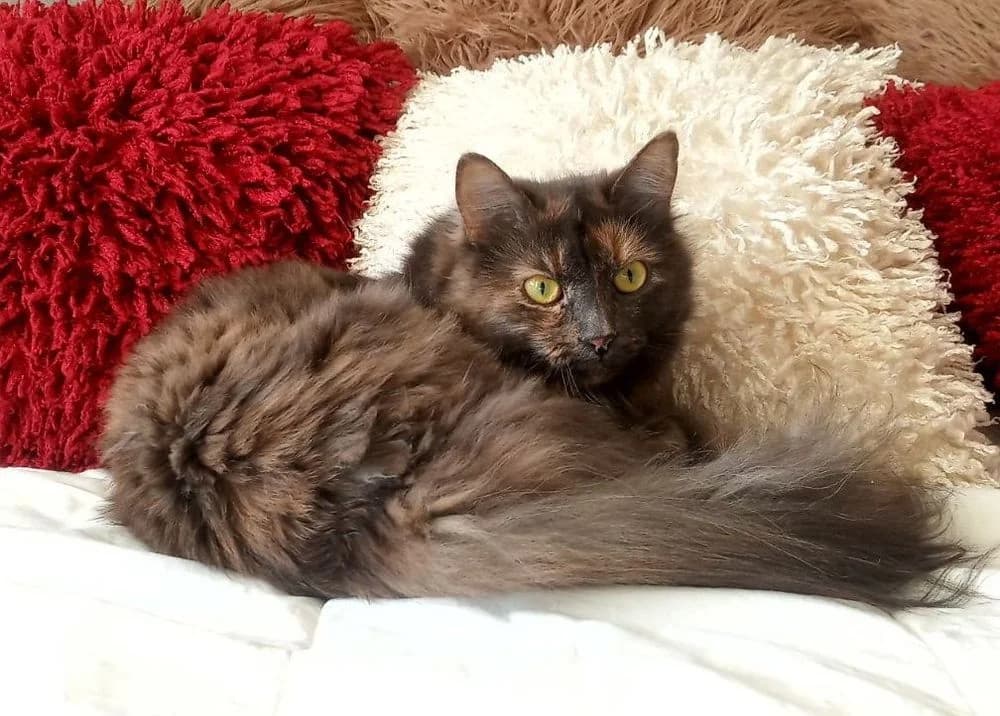 Shapoklyak (Shapoklyak) (Shapoklyak (Шапокляк)), female 7yo mixed breed for adoption at Кот и Собака (Cat and Dog)