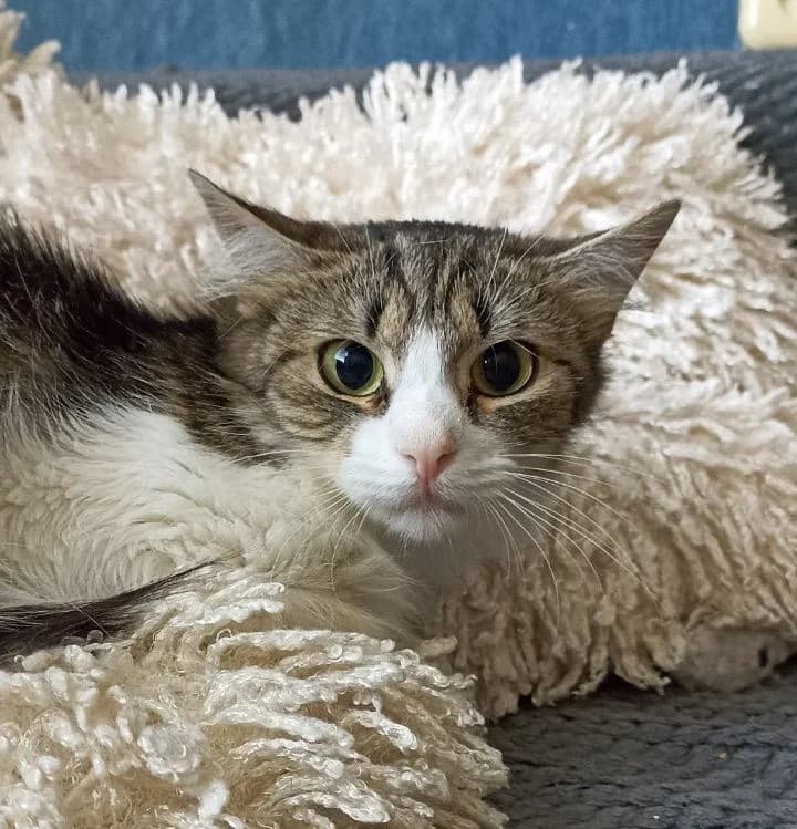 Smayli (Smayli) (Smayli (Смайли)), female young Mixed Breed for adoption at Кот и Собака (Cat and Dog)