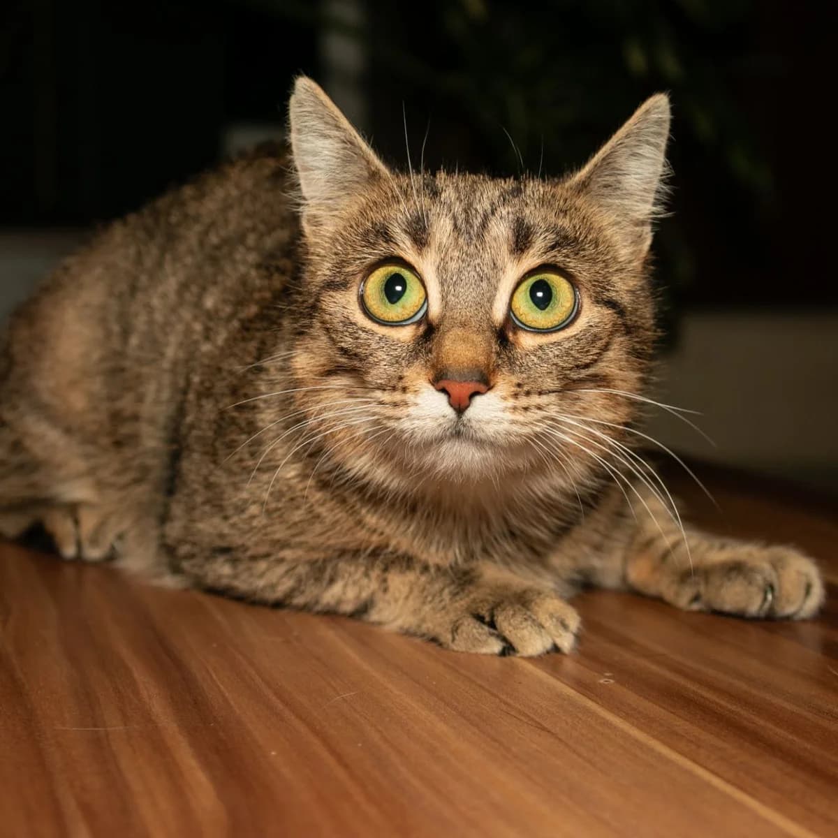 Vesta (Веста), female Mixed Breed for adoption at Старый Кот (Old Cat), Minsk