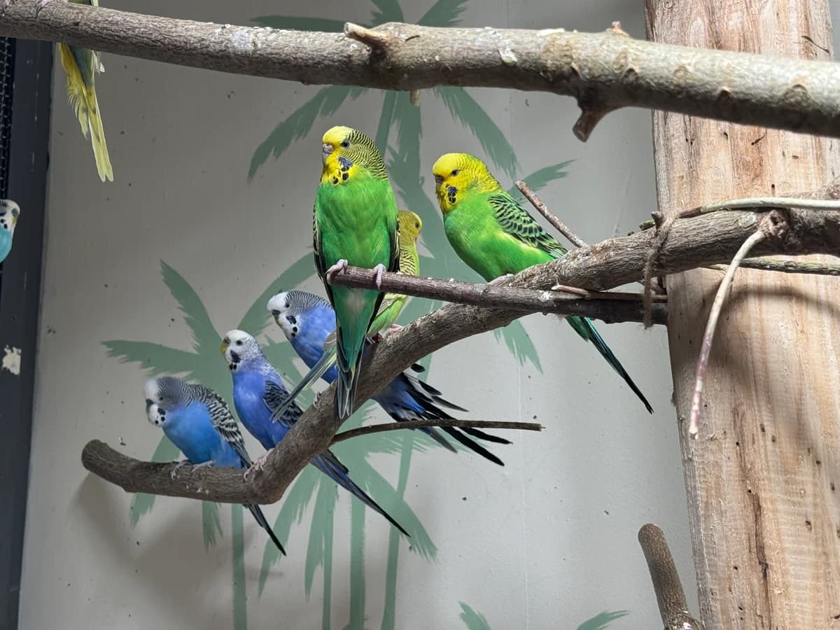 Wellensittiche, female mixed breed for adoption at Zürcher Tierschutz, Zürich