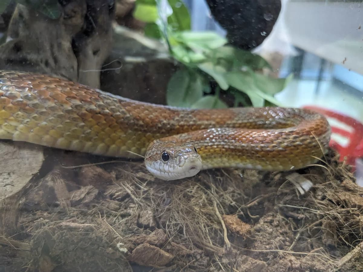 Sir Hissalot, male mixed breed for adoption at Zürcher Tierschutz, Zürich