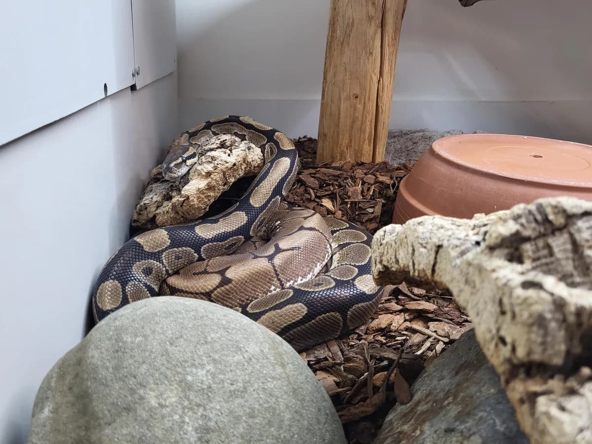 Casanova, male German Shorthaired Pointer for adoption at Zürcher Tierschutz, Zürich