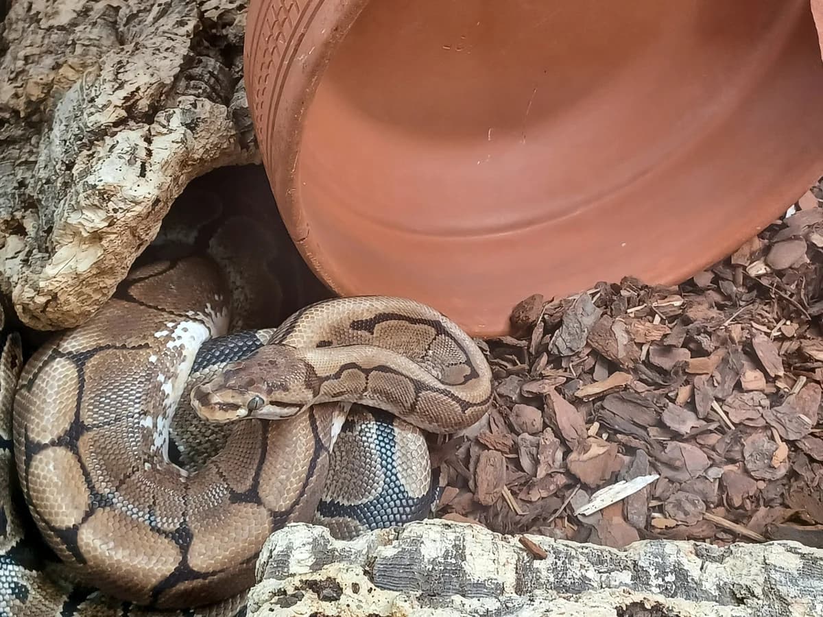 Spiderella, female German Shorthaired Pointer for adoption at Zürcher Tierschutz, Zürich
