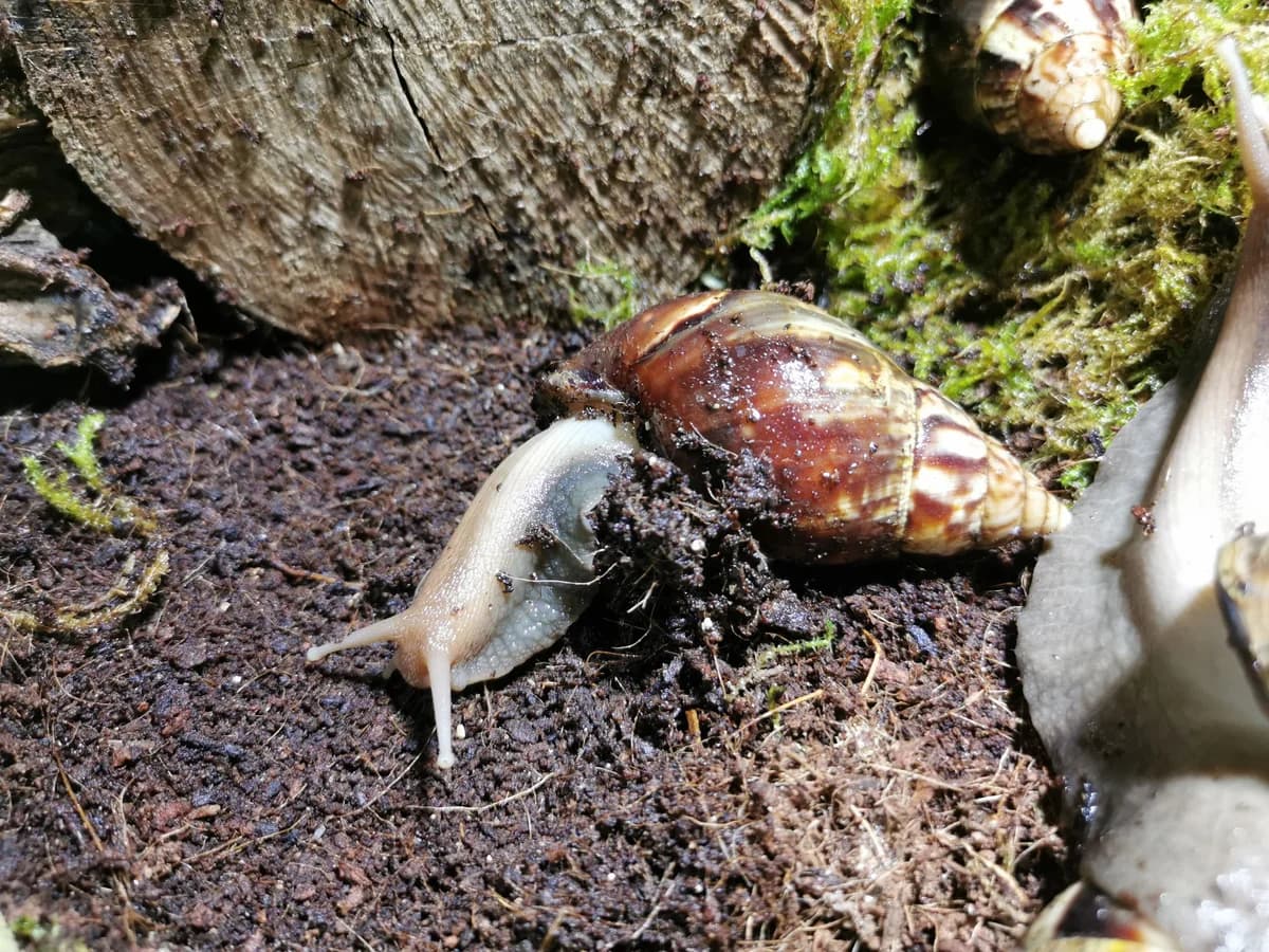 Grosse Achatschnecken,  mixed breed for adoption at Zürcher Tierschutz, Zürich