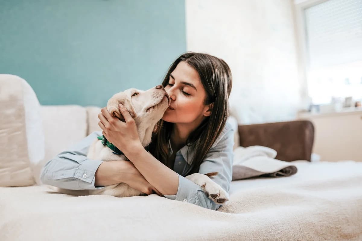 Reinrassige Golden Retriever Welpen aus Schweizerzucht zu verkaufen