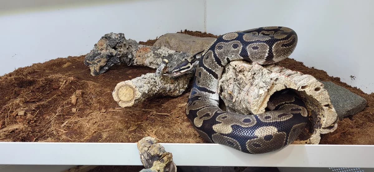 Popeye, male German Shorthaired Pointer for adoption at Zürcher Tierschutz, Zürich