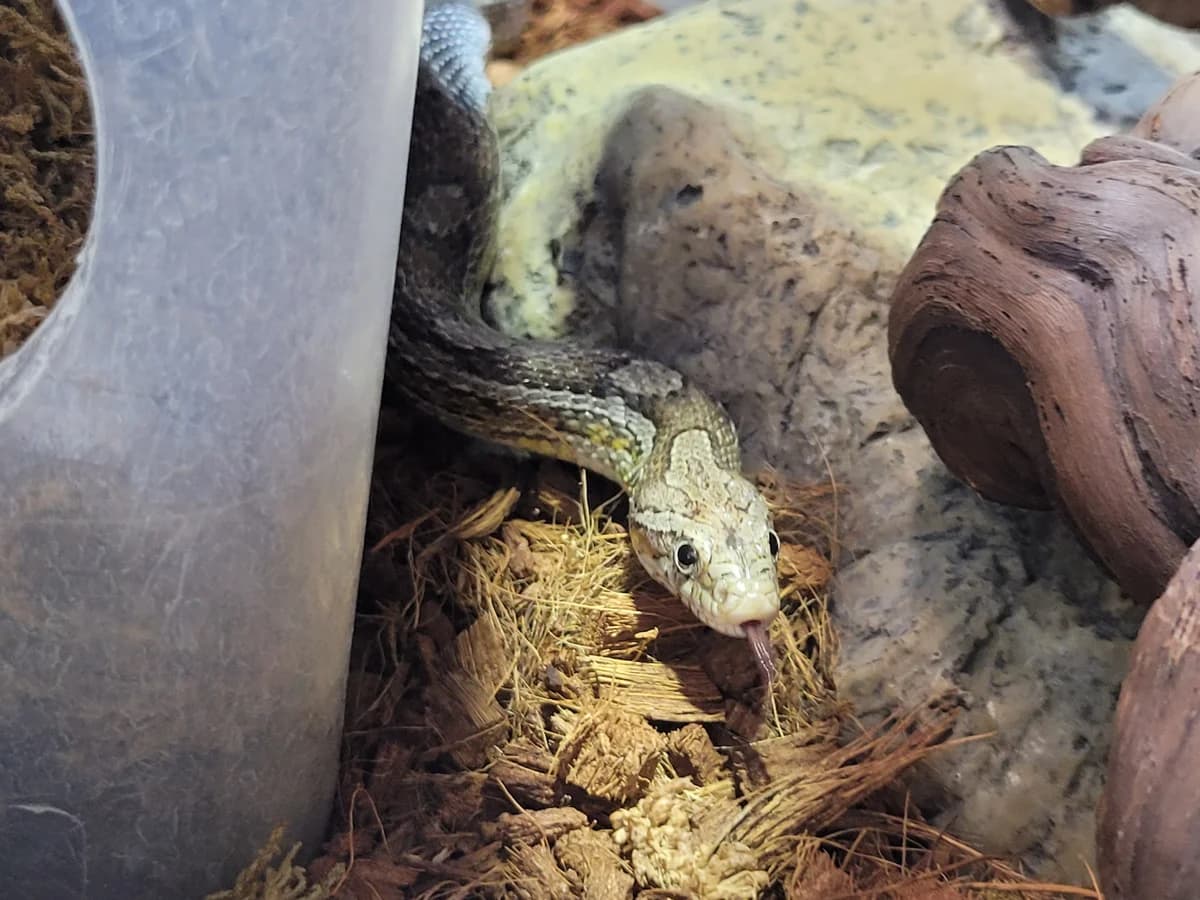 Otto, male mixed breed for adoption at Zürcher Tierschutz, Zürich