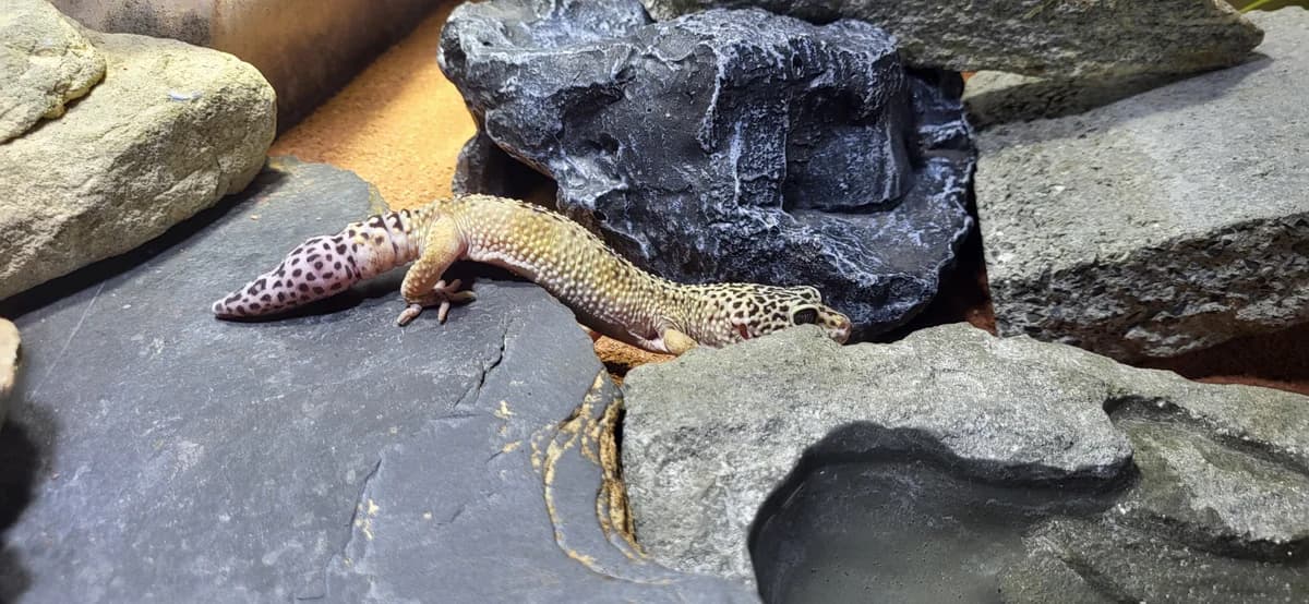 Komet, male mixed breed for adoption at Zürcher Tierschutz, Zürich
