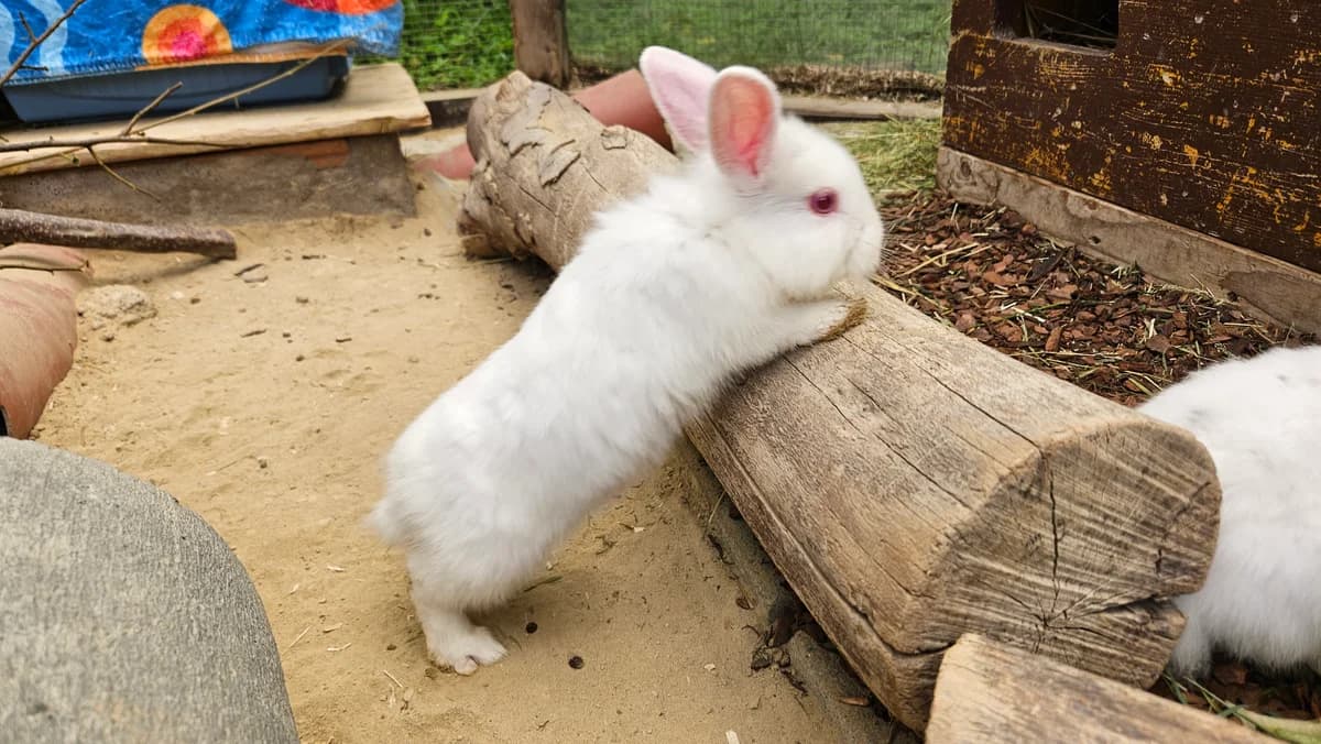 Severin, male mixed breed for adoption at Zürcher Tierschutz, Zürich