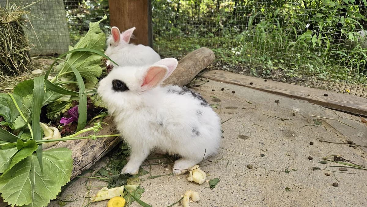 Severin, white male mixed breed for adoption at Zürcher Tierschutz, Zürich — photo 2 of 6
