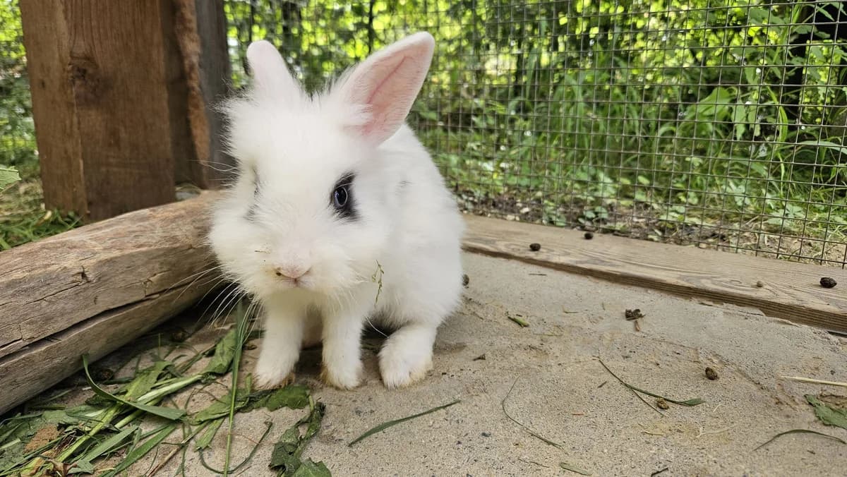 Severin, white male mixed breed for adoption at Zürcher Tierschutz, Zürich — photo 3 of 6