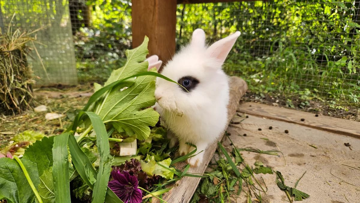 Severin, white male mixed breed for adoption at Zürcher Tierschutz, Zürich — photo 4 of 6