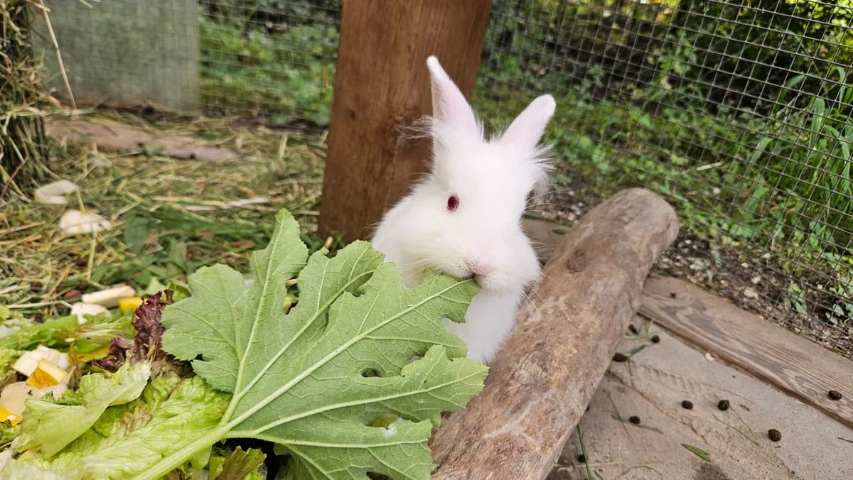 Severin, white male mixed breed for adoption at Zürcher Tierschutz, Zürich — photo 5 of 6