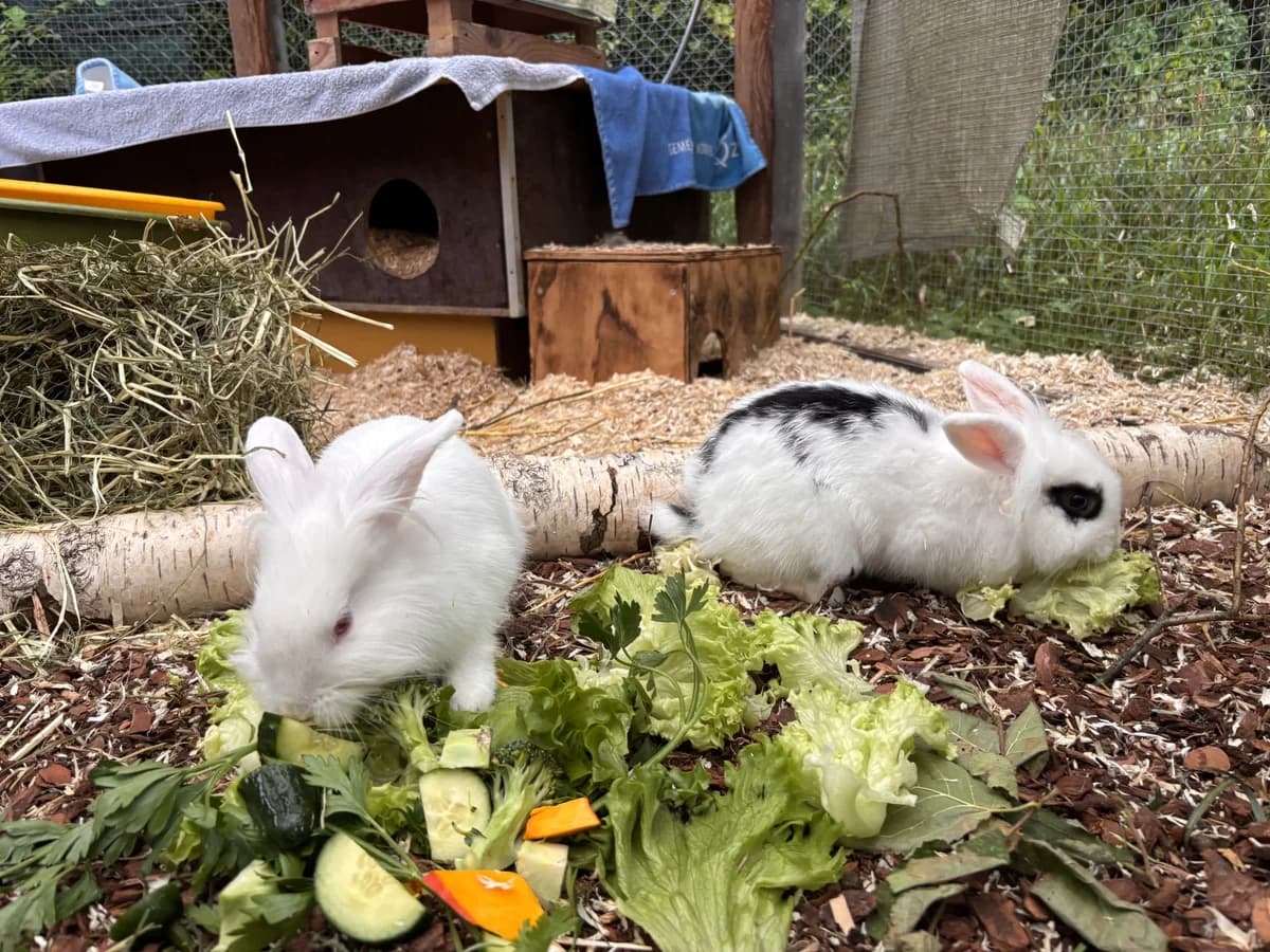Severin, white male mixed breed for adoption at Zürcher Tierschutz, Zürich — photo 6 of 6