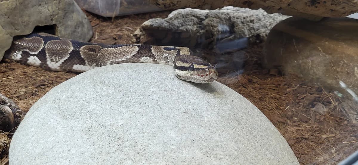 Scarlett, female German Shorthaired Pointer for adoption at Zürcher Tierschutz, Zürich
