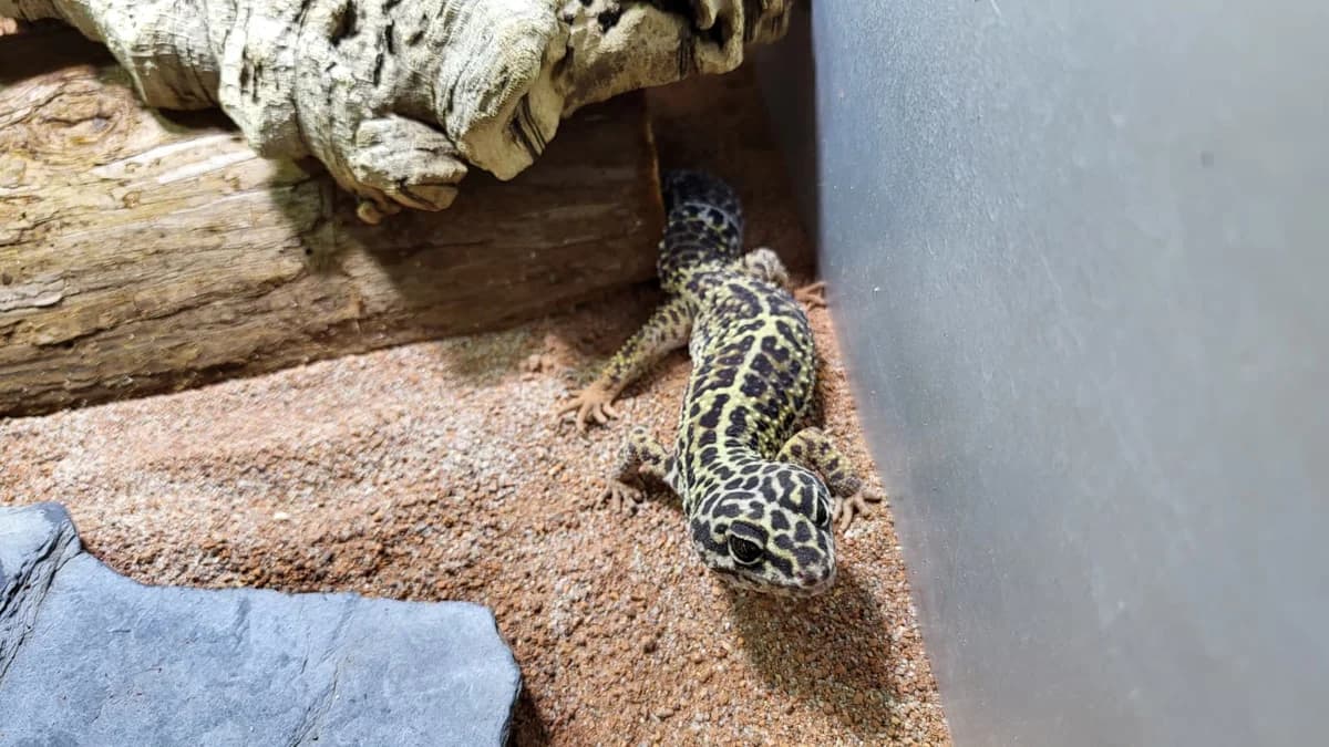 Sansa, female mixed breed for adoption at Zürcher Tierschutz, Zürich