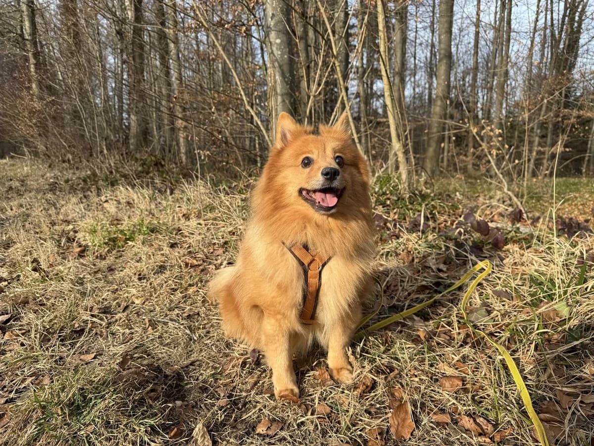 Bali (im Probewohnen), male 7yo mixed breed for adoption at Zürcher Tierschutz, Zürich