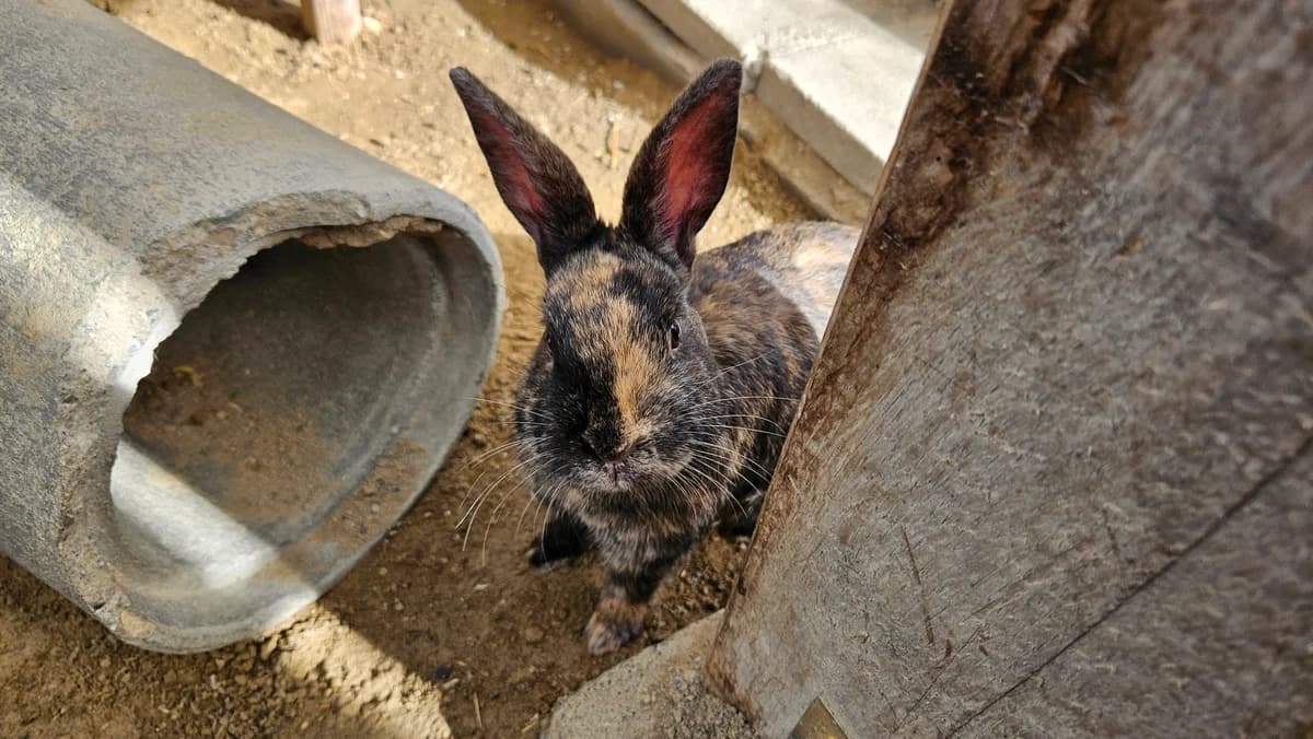 Doc und Dopey photo 3