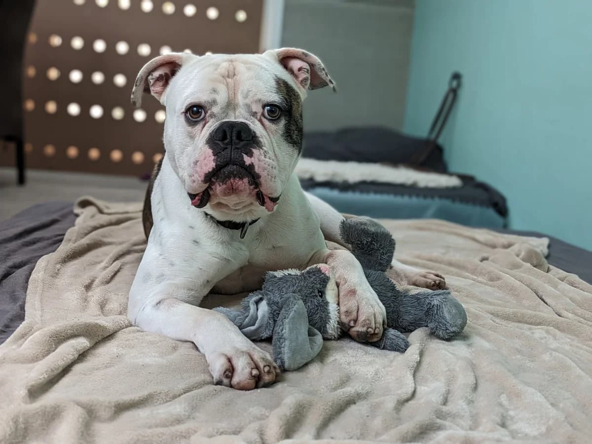 Apollo, male 5yo English Bulldog for adoption at Zürcher Tierschutz, Zürich
